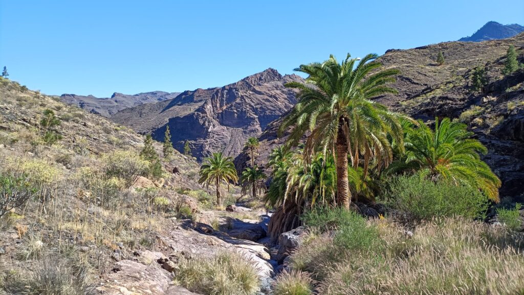 SENDERISMO-EN-GRAN-CANARIA-PALMERAL